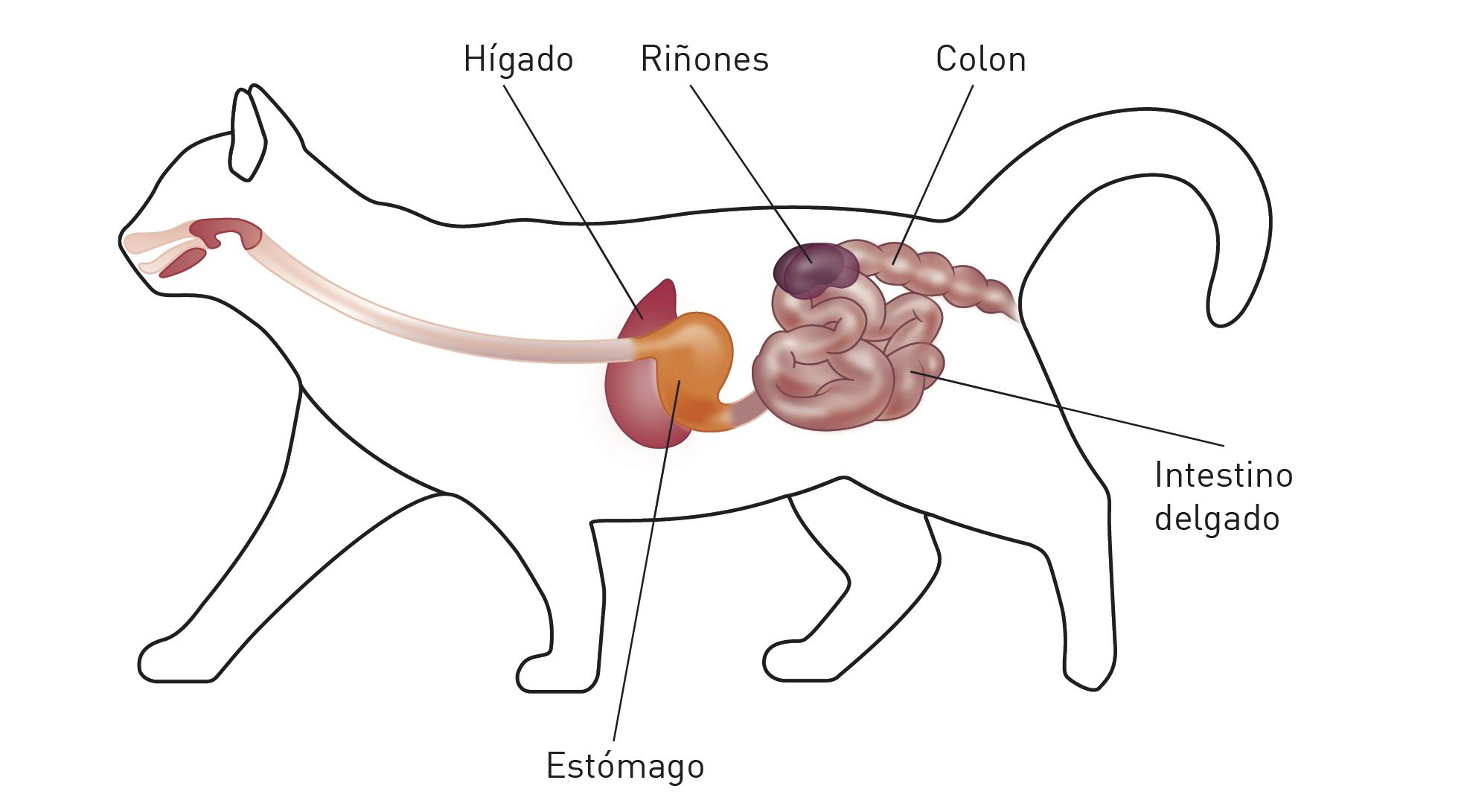 conexión entre el intestino y el riñón 