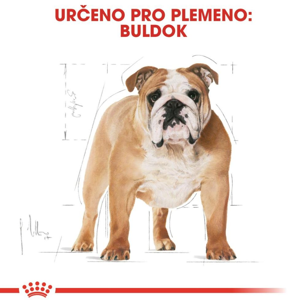 BULLDOG Adult
