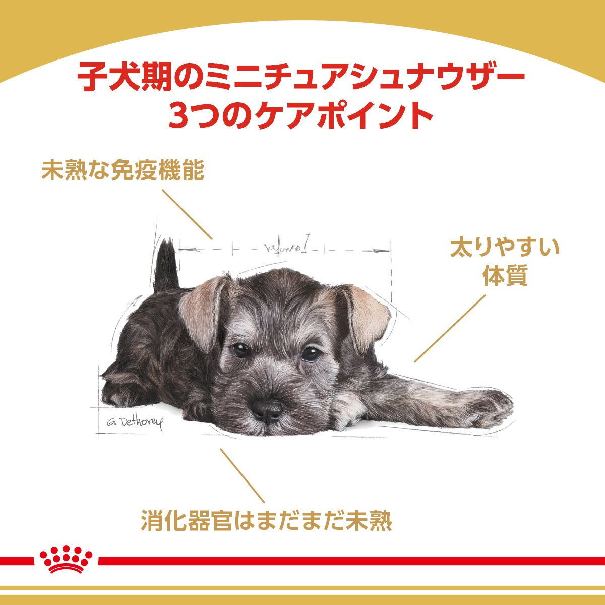 ミニチュア シュナウザー 子犬用 