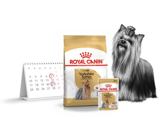 Yorkshire Terrier image with Royal Canin packaging