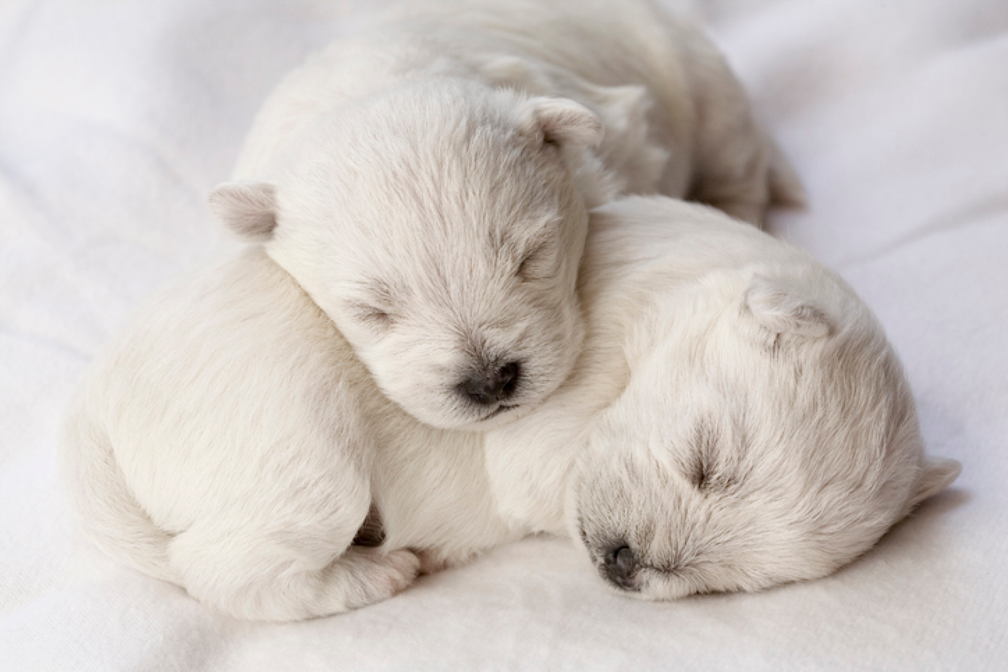 Mieux comprendre votre chien et ses émotions