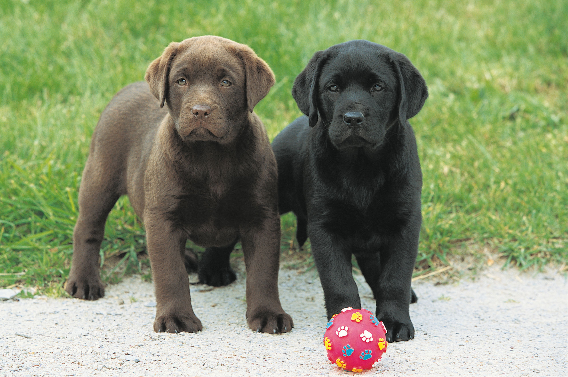 what are the first commands to teach a puppy