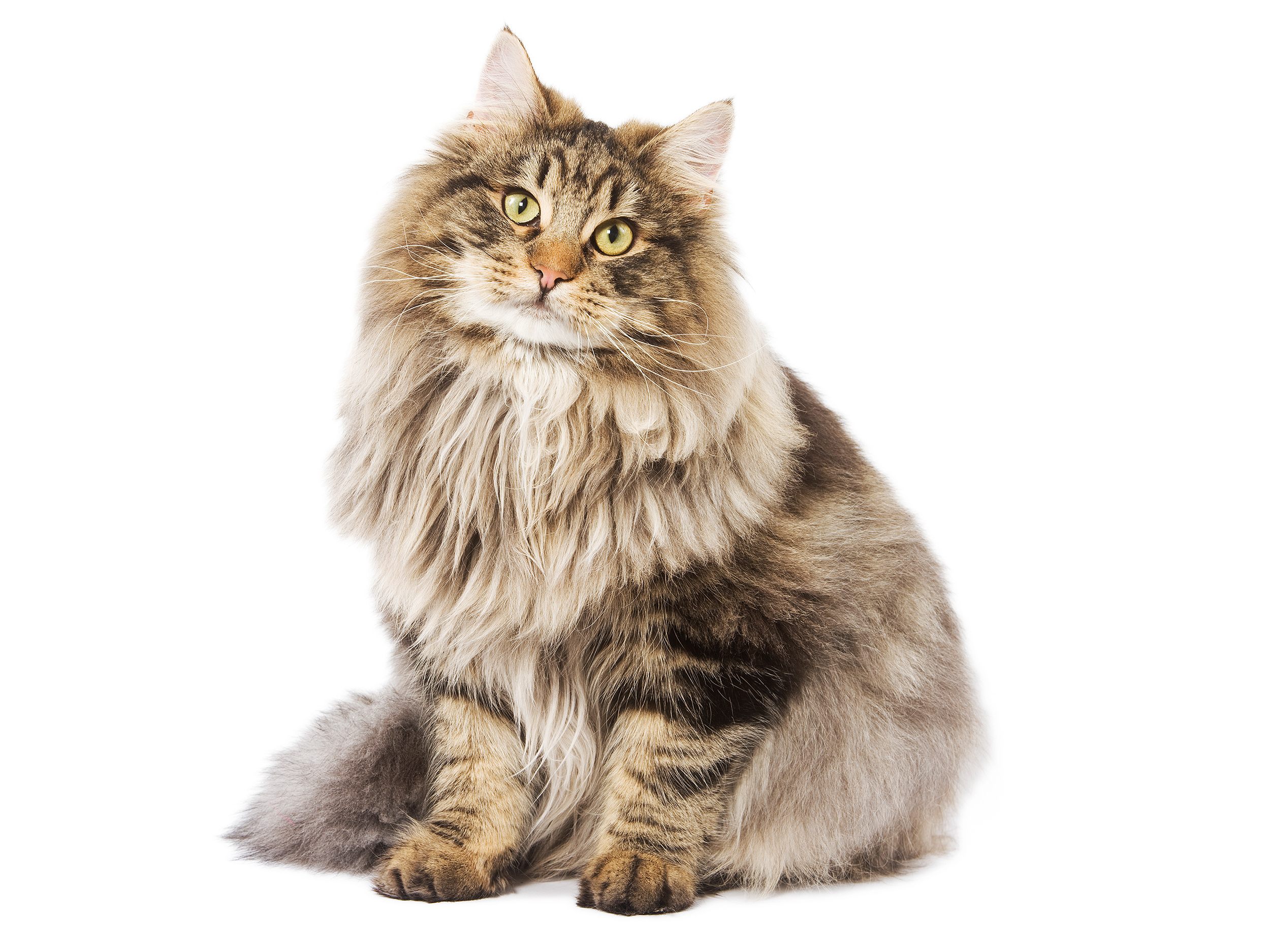 Norwegian Forest Cat adult in black and white