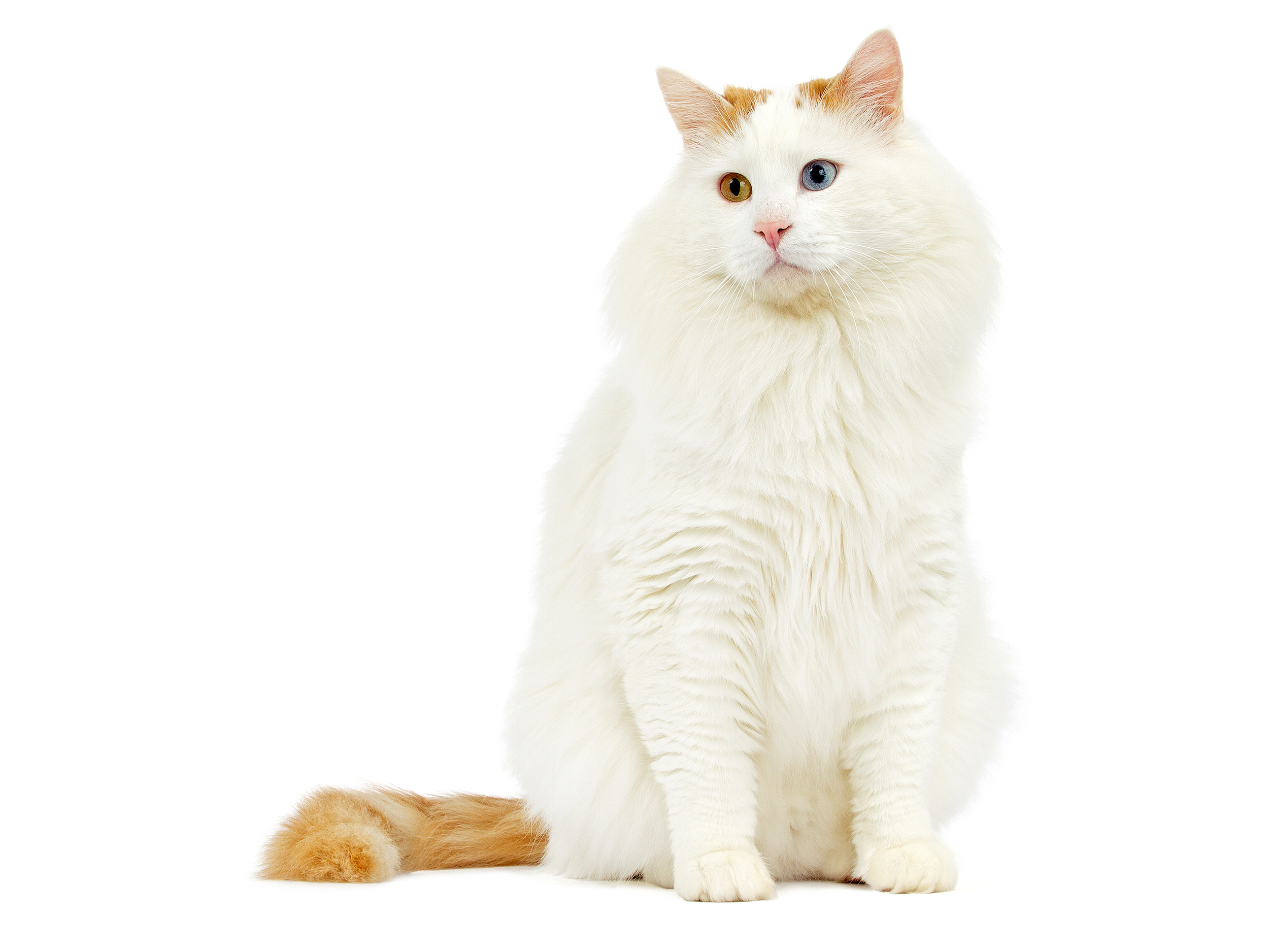 Turkish van adult sitting