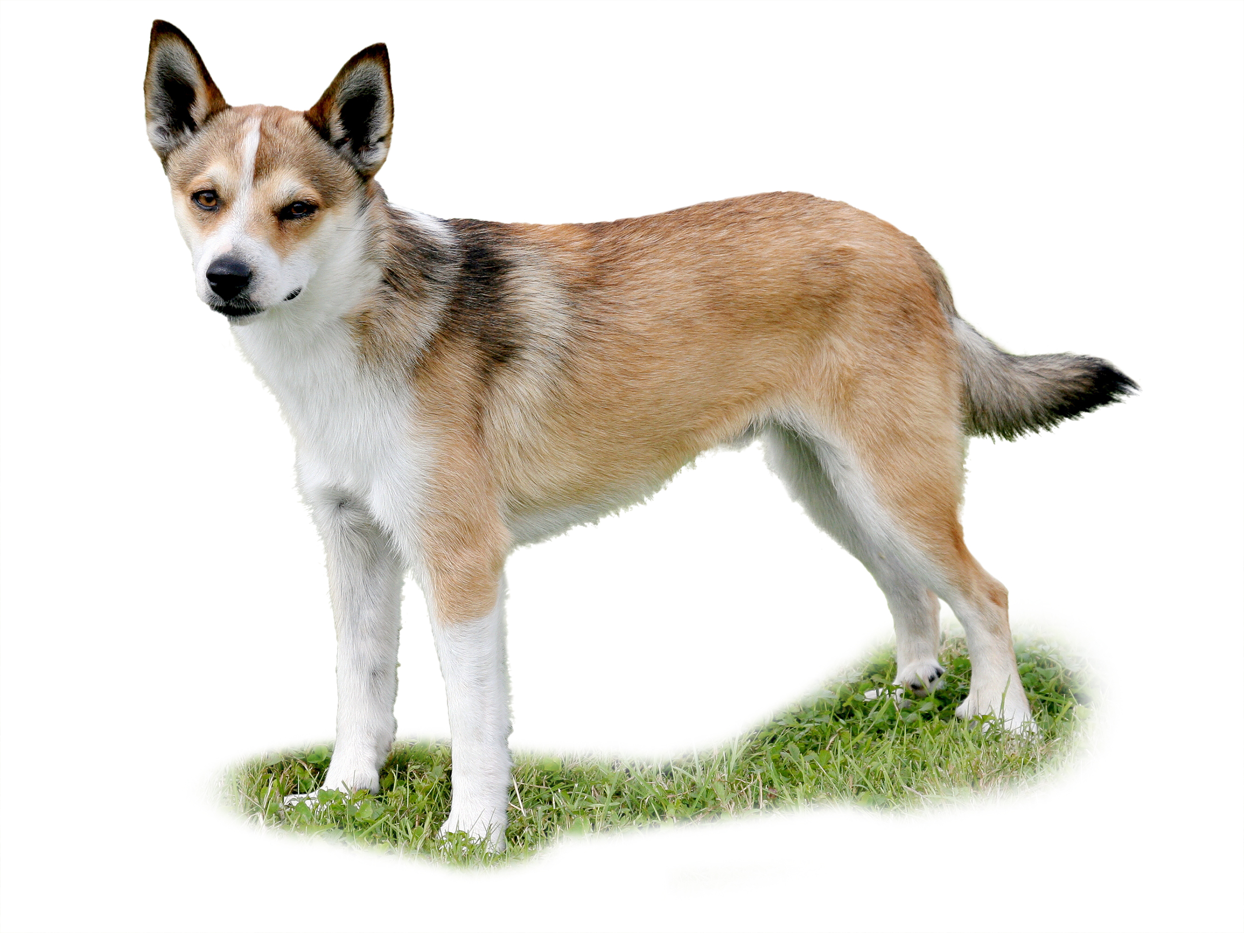 Norwegian Lundehund adult black and white