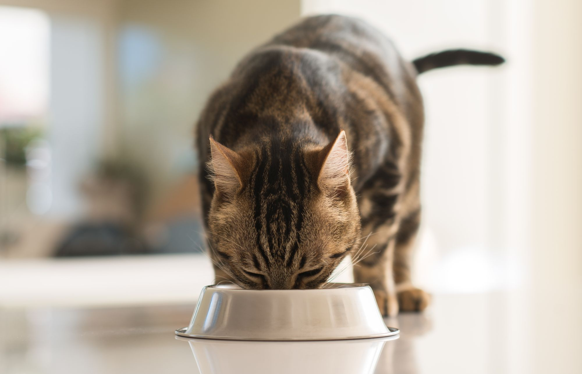 Кошка не ест - почему кот отказывается от еды, кошка ничего не ест:  причины, что делать | Royal Canin