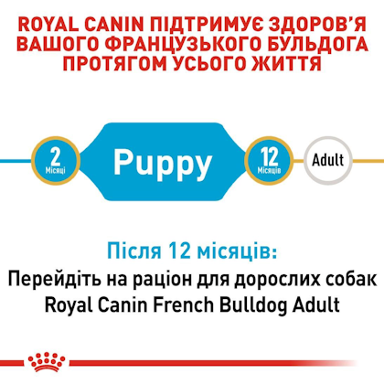 RC-BHN-PuppyFrenchBulldog_2-UA.jpg