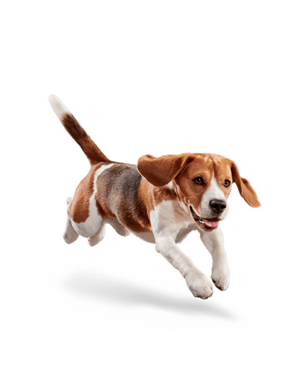 Eukanuba_-_Weight_Control_Medium_Breed_-_Facing_Illustration__2019_Restage__Med._Res.___Basic