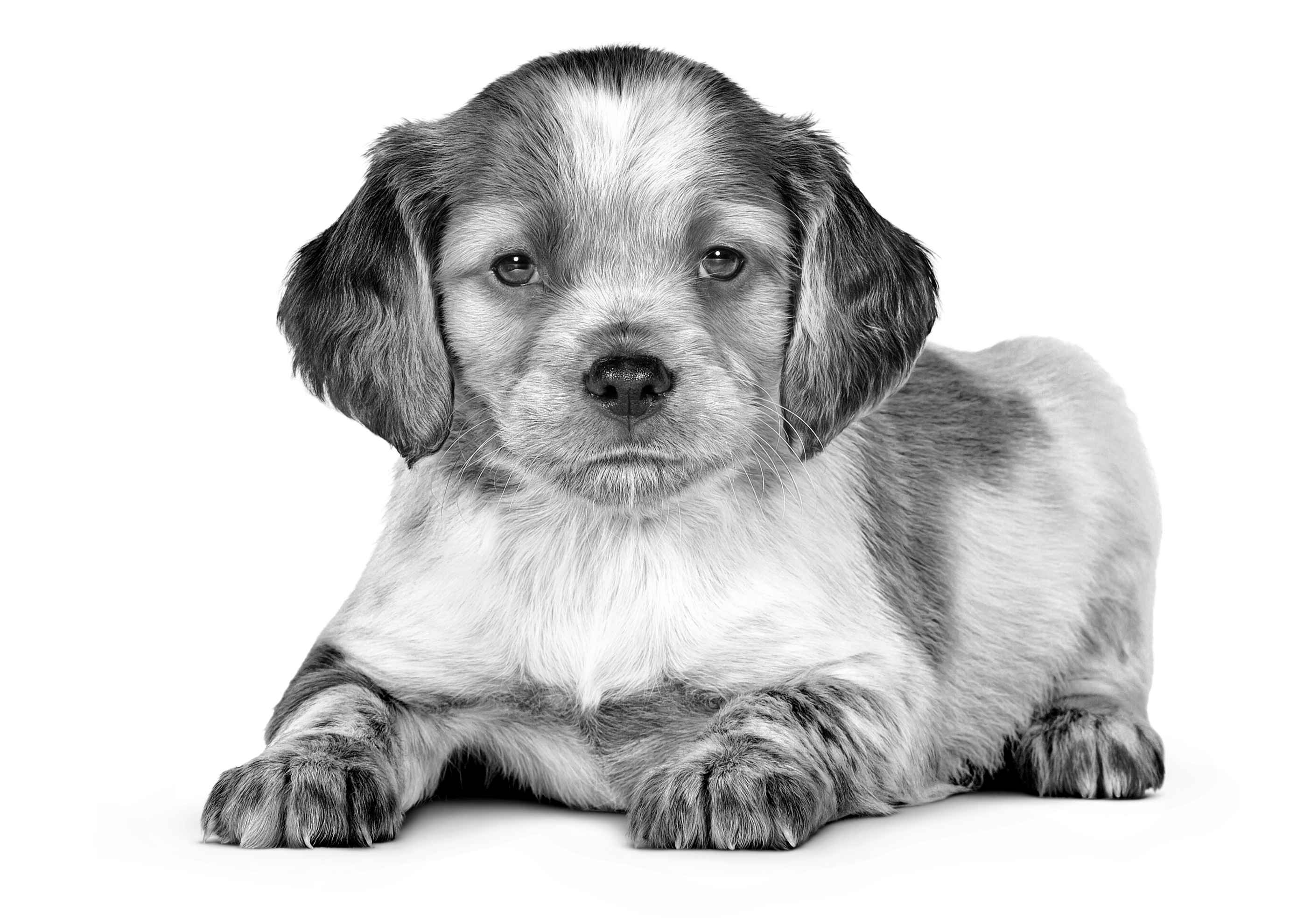 Dachshund/Teckel pui, sărind, cu alb și negru, pe fundal alb