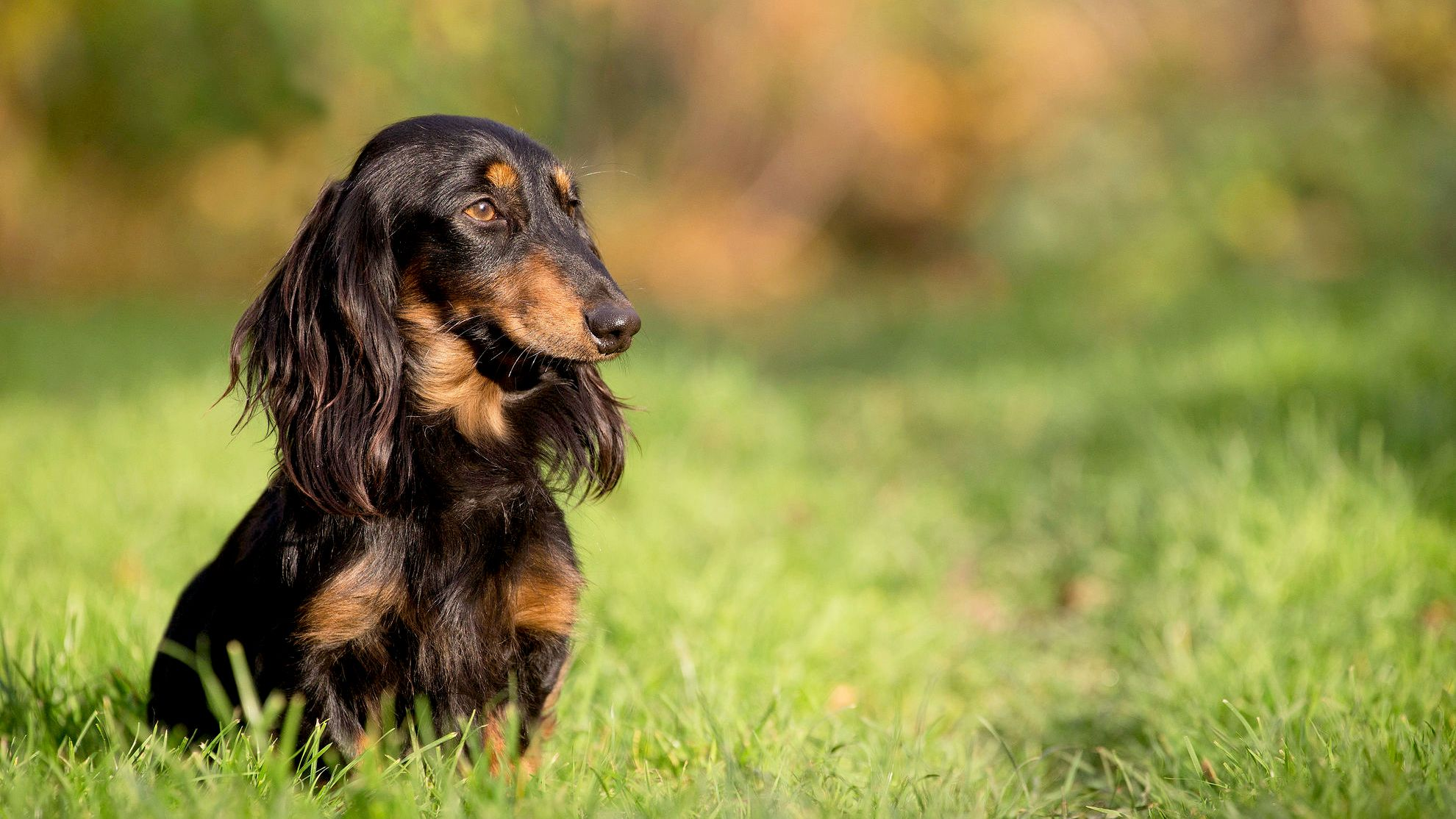 Dachshund sentado na relva a olhar em direção ao sol