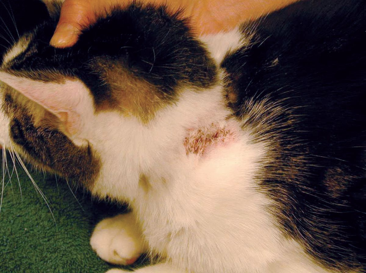 Prosówkowe zapalenie skóry na grzbietowym odcinku szyjnym u kota z alergicznym pchlim zapaleniem skóry i zespołem atopowym kotów.