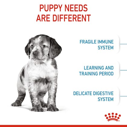 SOL - HERO IMAGE - MEDIUM PUPPY DRY B1 - CV2
