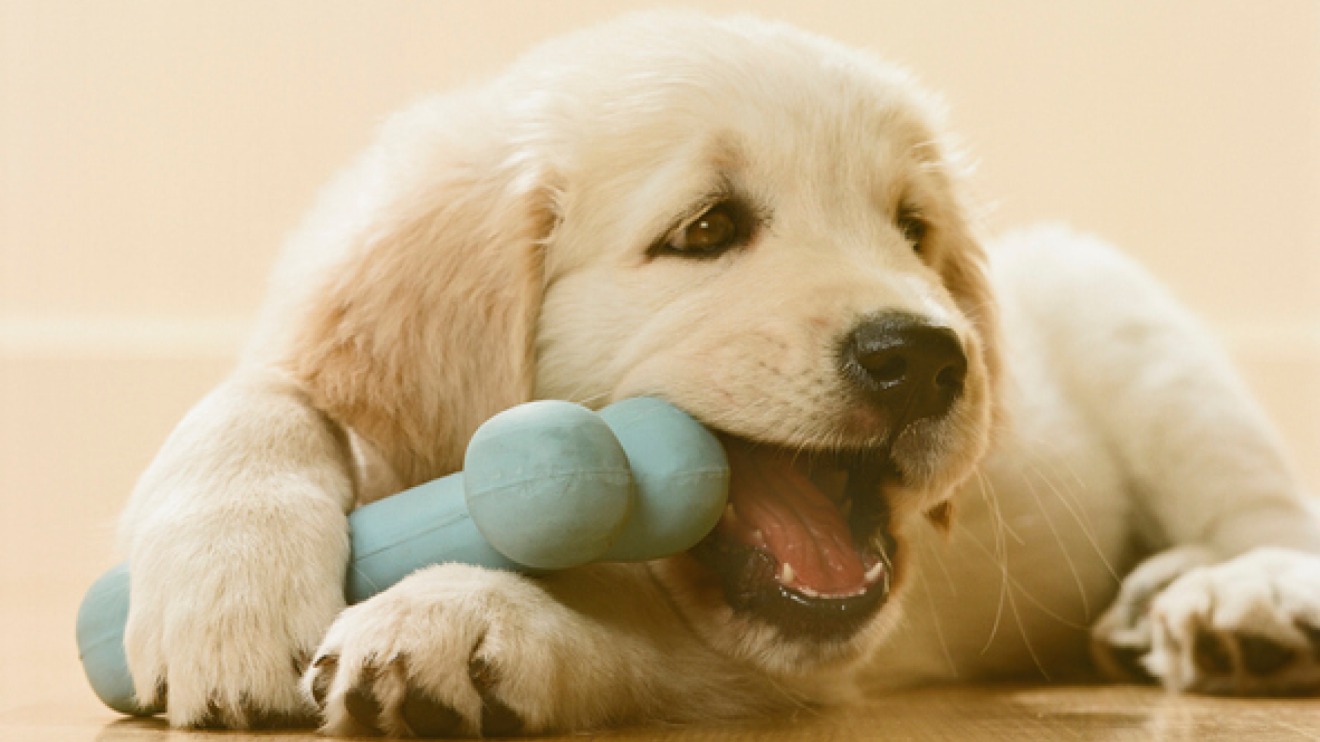 Cachorro mordisqueando un juguete azul