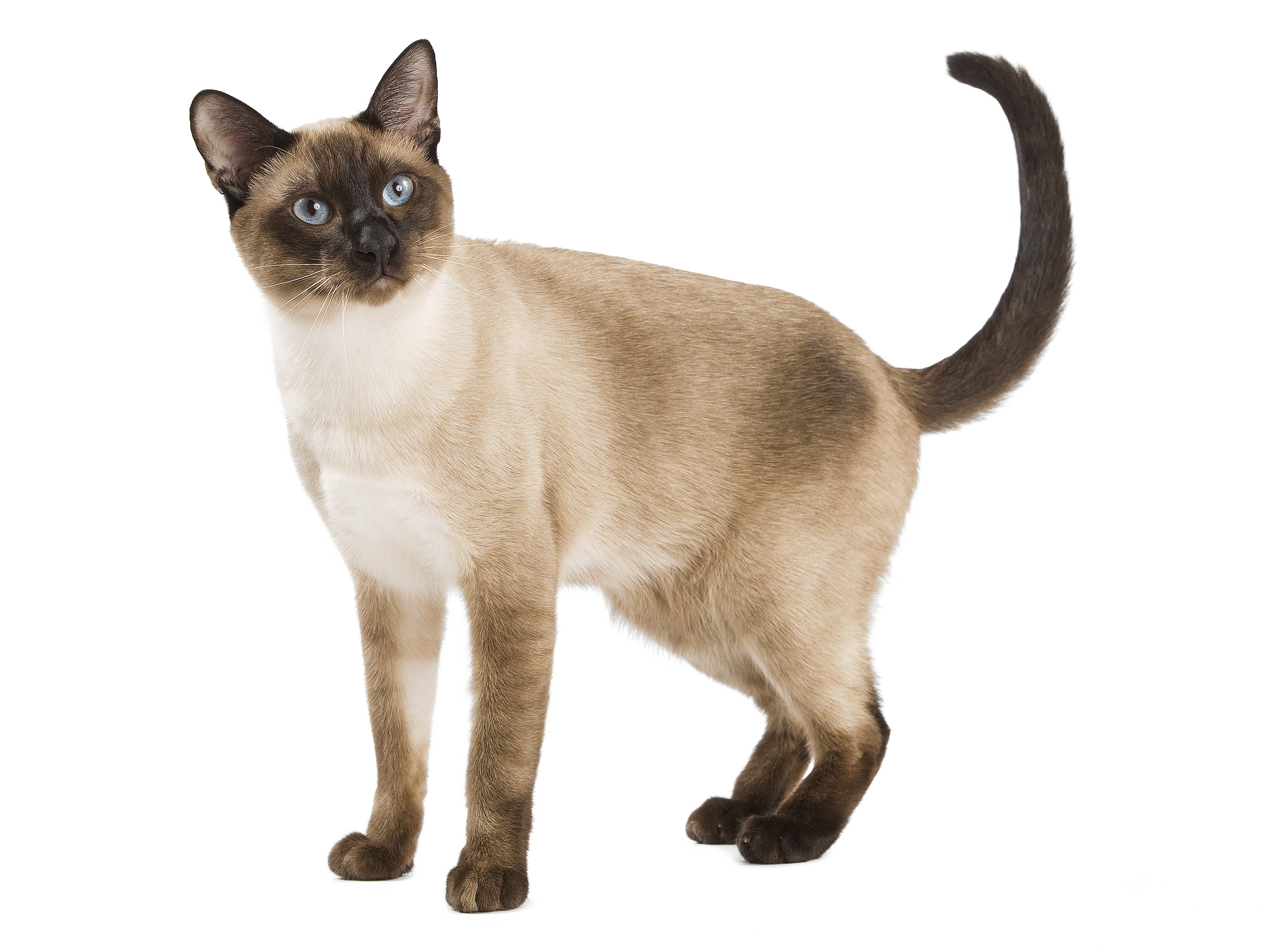 Хвост сиамской кошки. Сиамская кошка. Тайская порода кошек. Сиамский бобтейл кошка. Сиамская и тайская кошка.