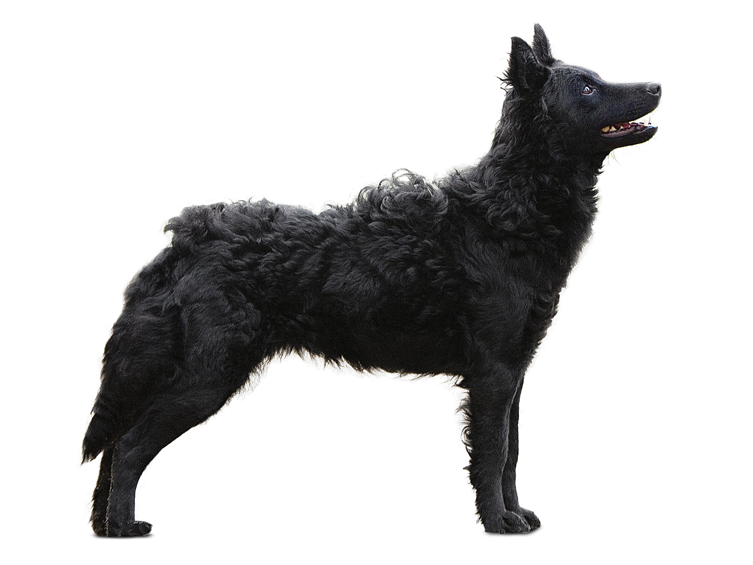 Mudi adult in black and white