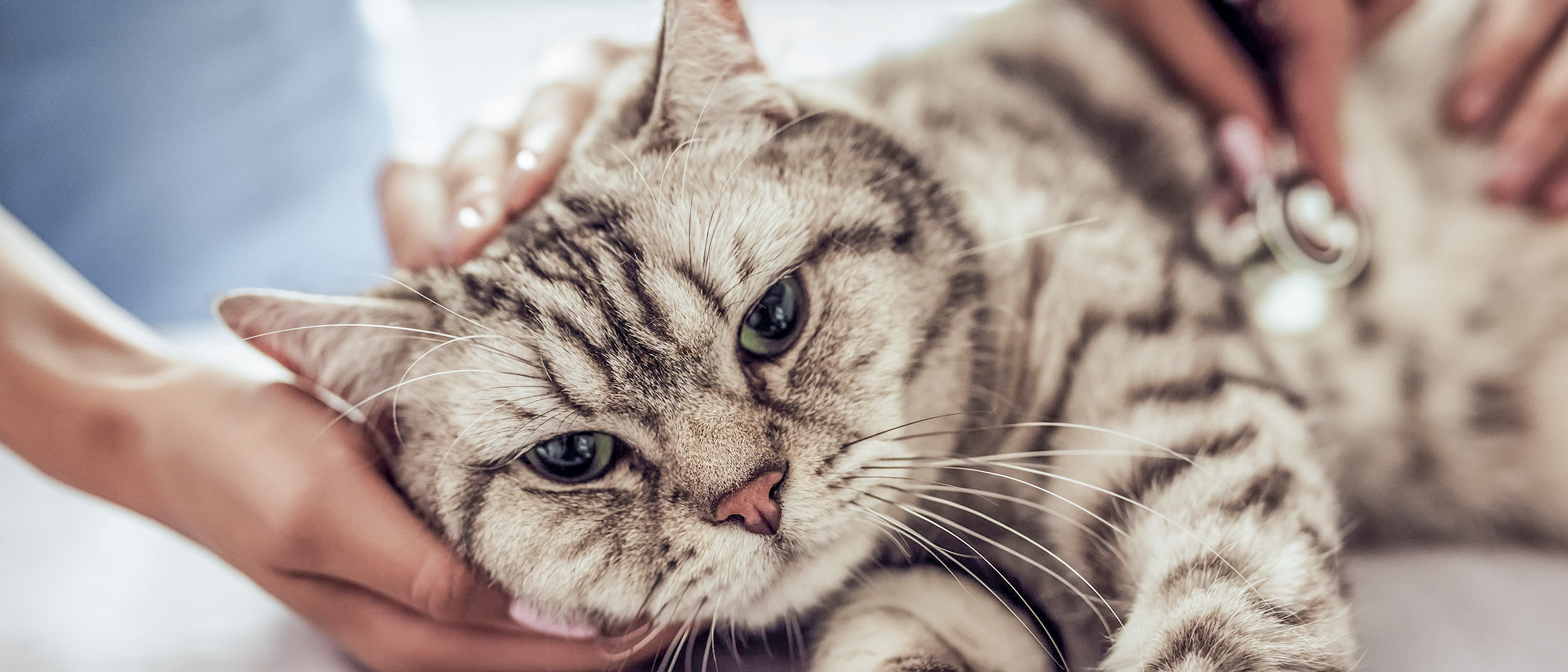 Gato adulto deitado em uma mesa de exame enquanto é examinado por um médico-veterinário.