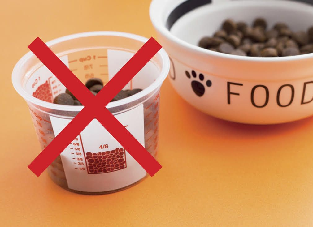 Pet obesity new challenges, new solutions Vet Focus