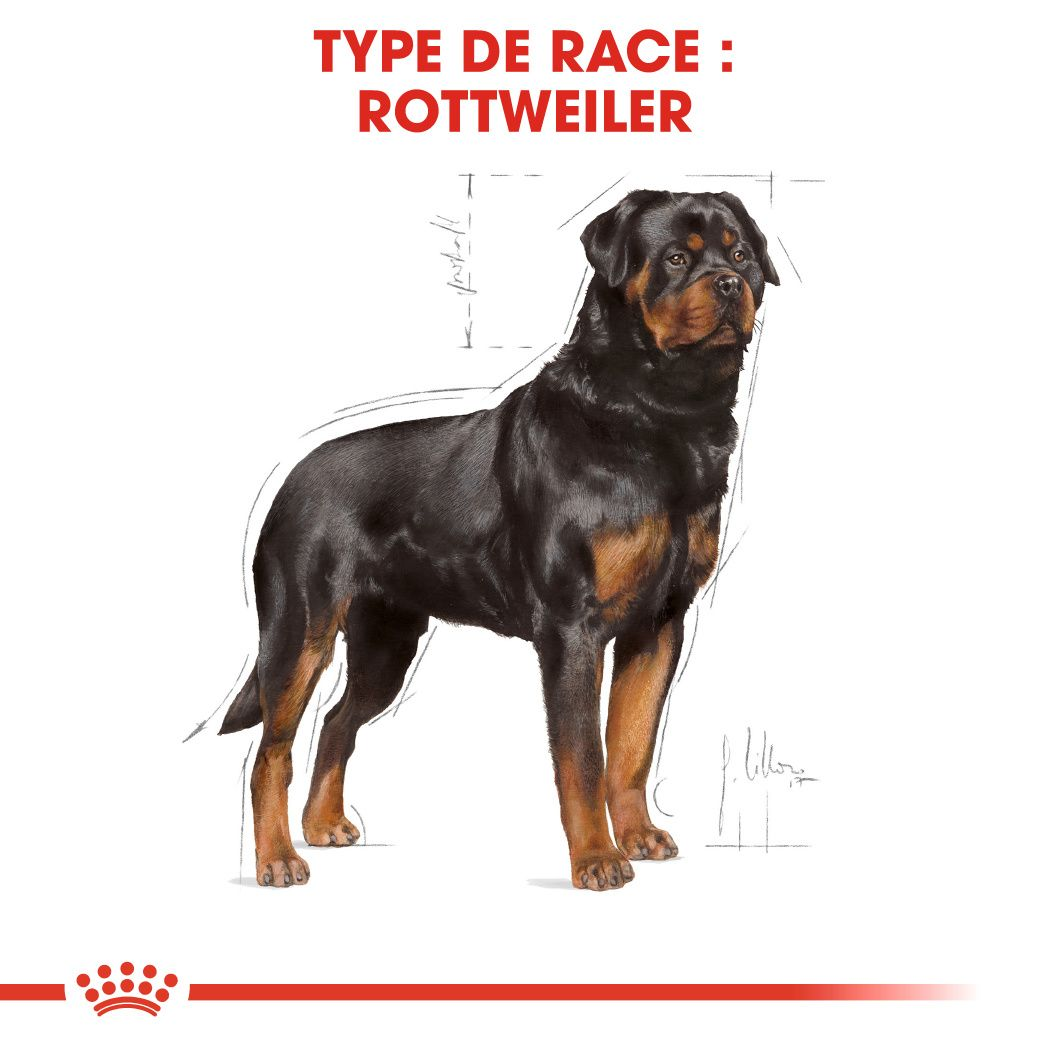 Rottweiler Adulte