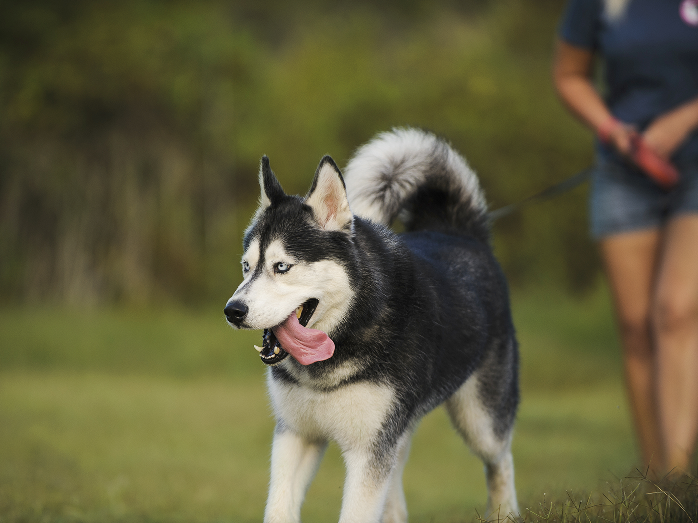 How Dogs Cool Down Eukanuba
