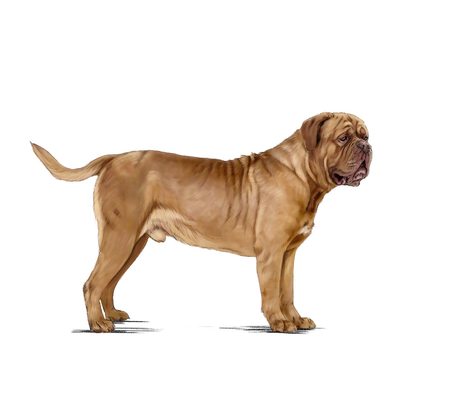 Illustration of a Dogue de Bordeaux