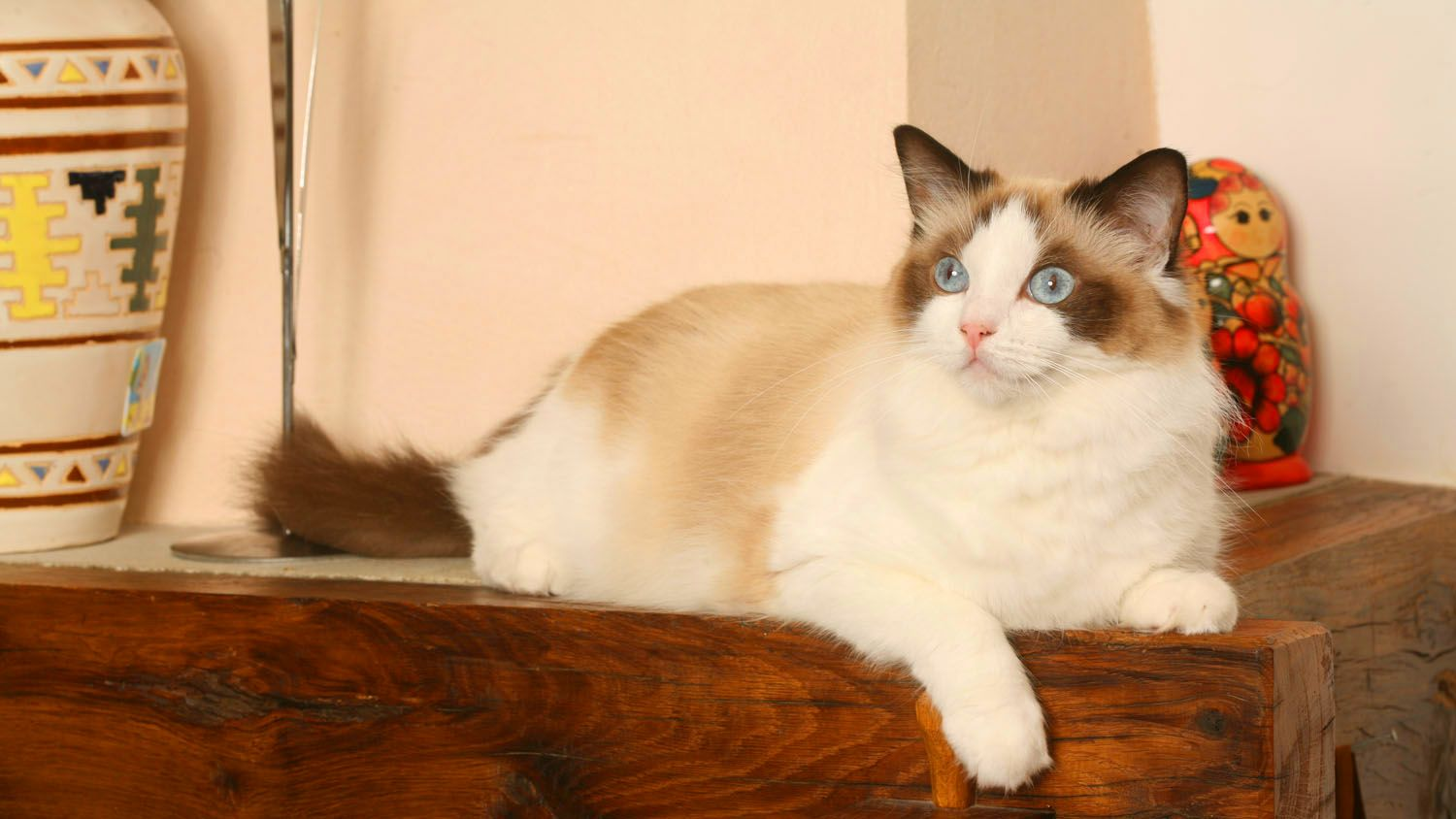 Ragdoll sdraiato su un caminetto di legno