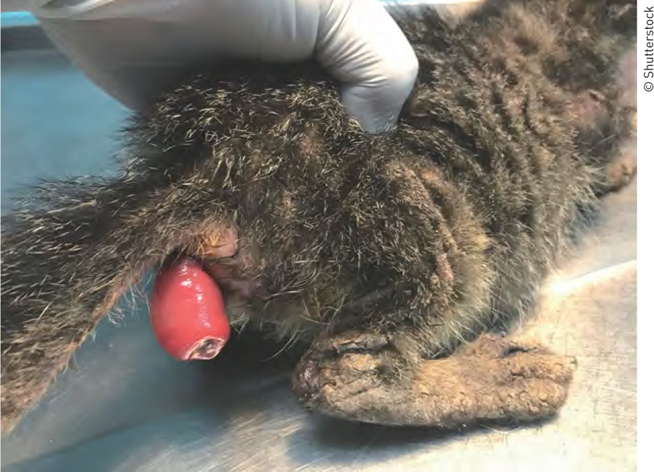 Filhotes felinos com diarreia grave podem desenvolver prolapso retal.