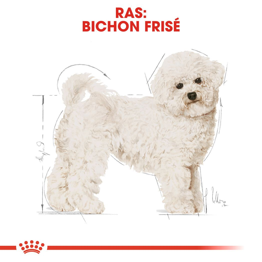 Bichon Frise Adult