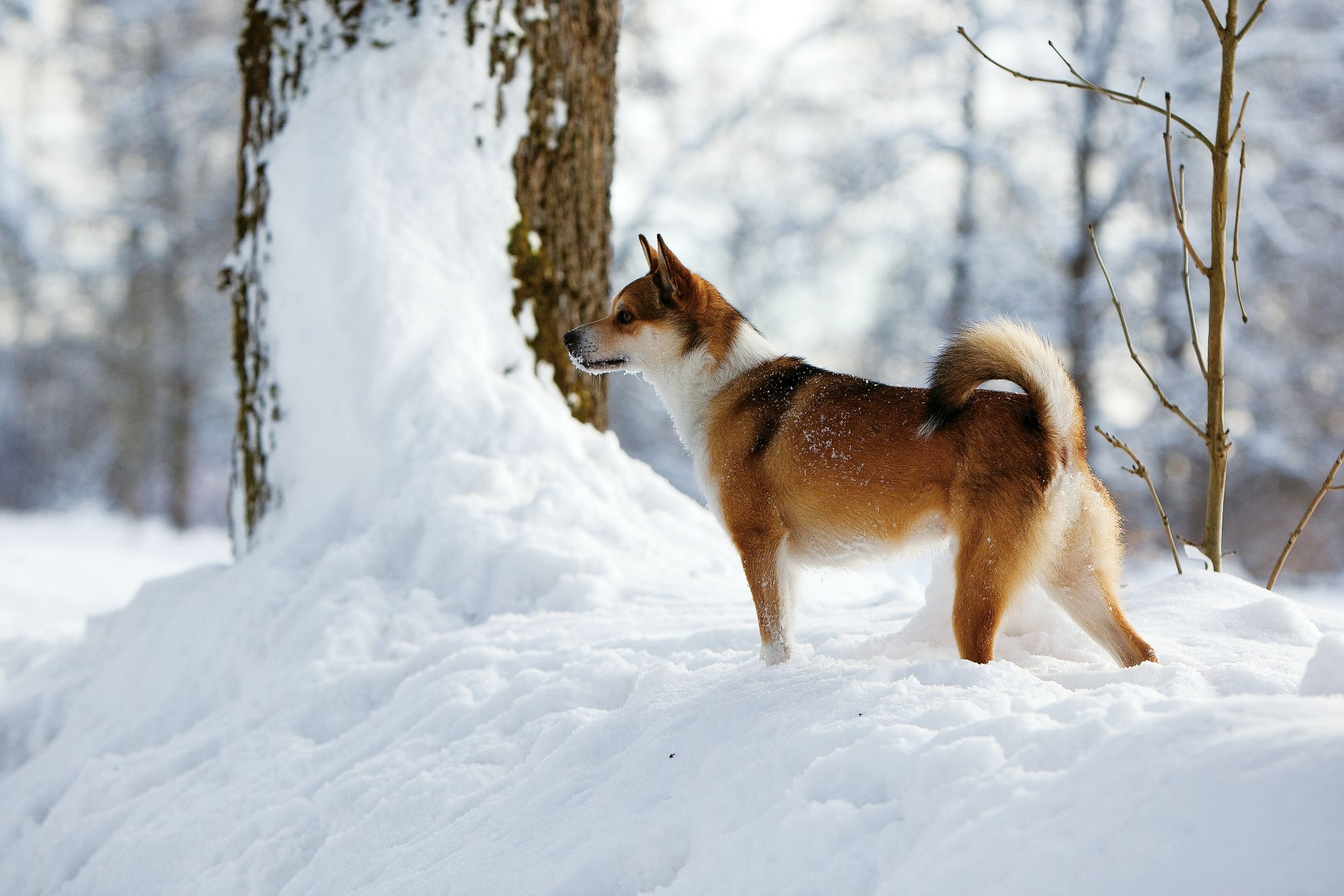 Side view Norwegian Lundehund standing in snow