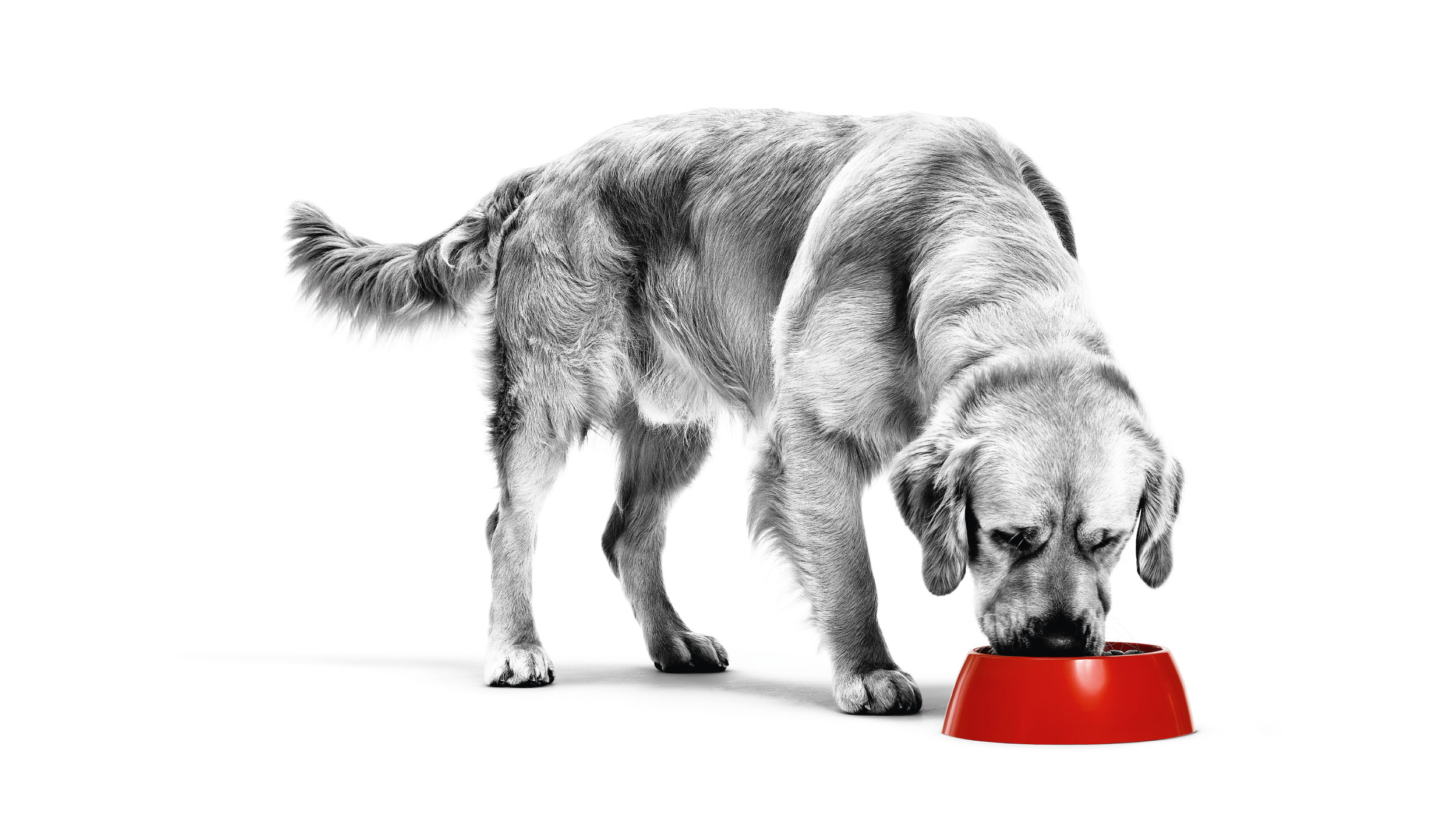 Black and white Golden Retriever eating from red bowl