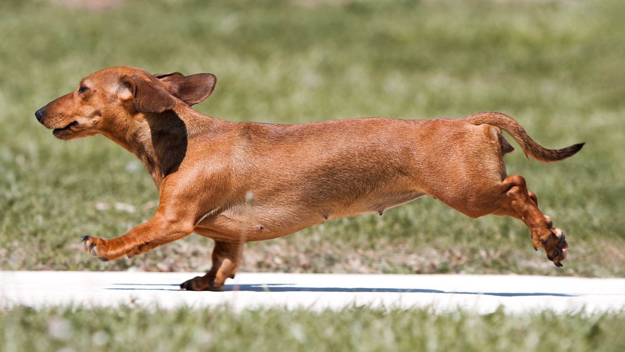 Dachshund adult running on a pavement outside