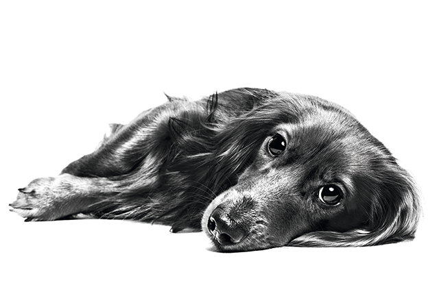 Dachshund adult lying down in black and white on a white background