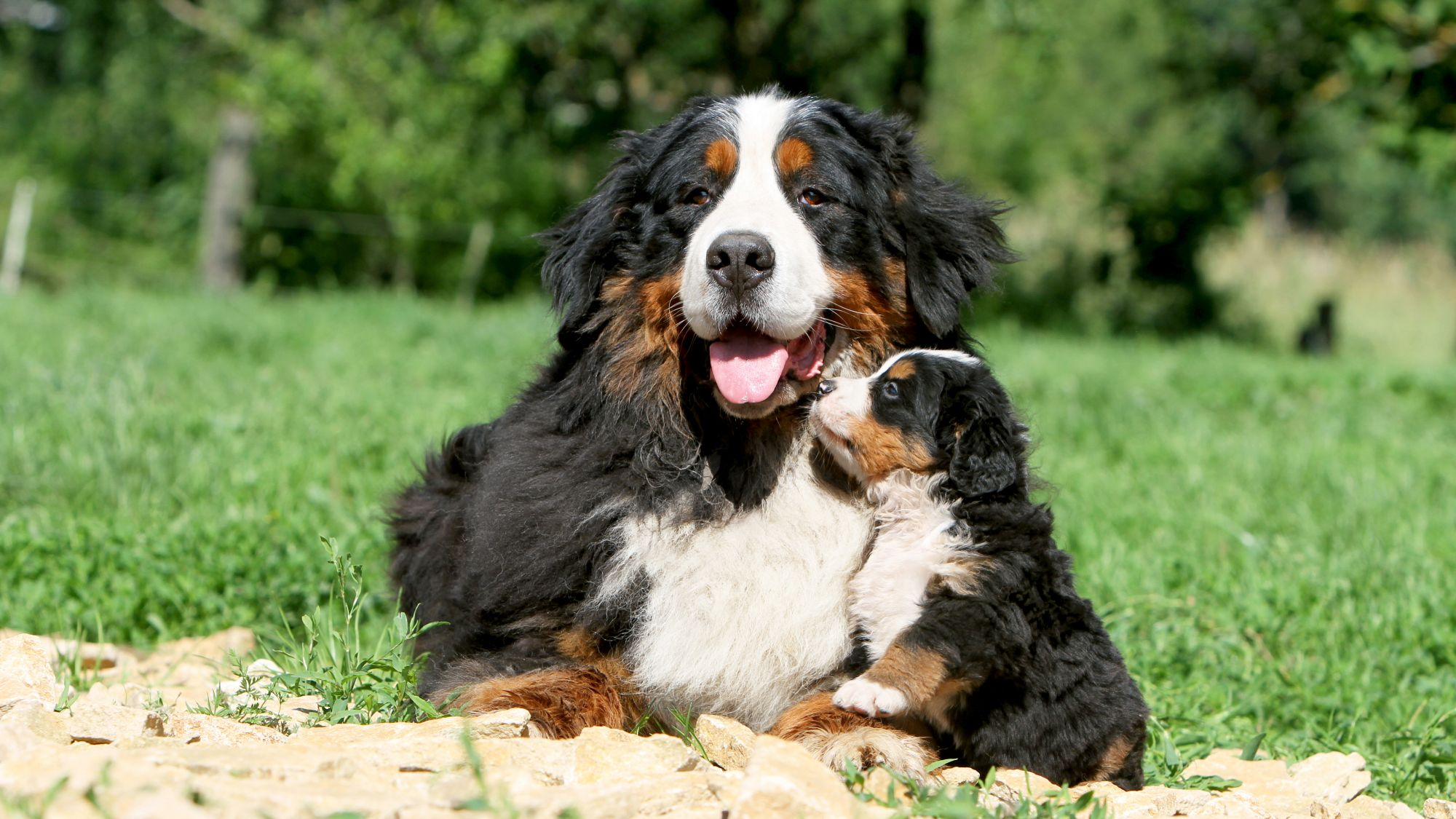 Bernese Mountain Dog lying down with puppy