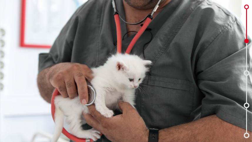 Chaton blanc dans les bras du vétérinaire