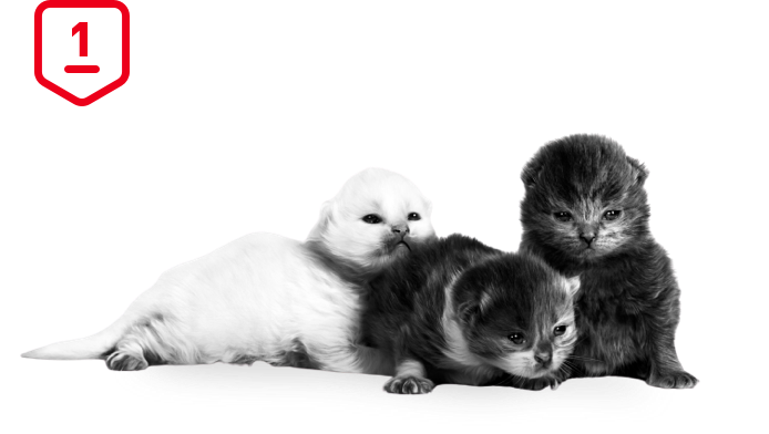 three kittens