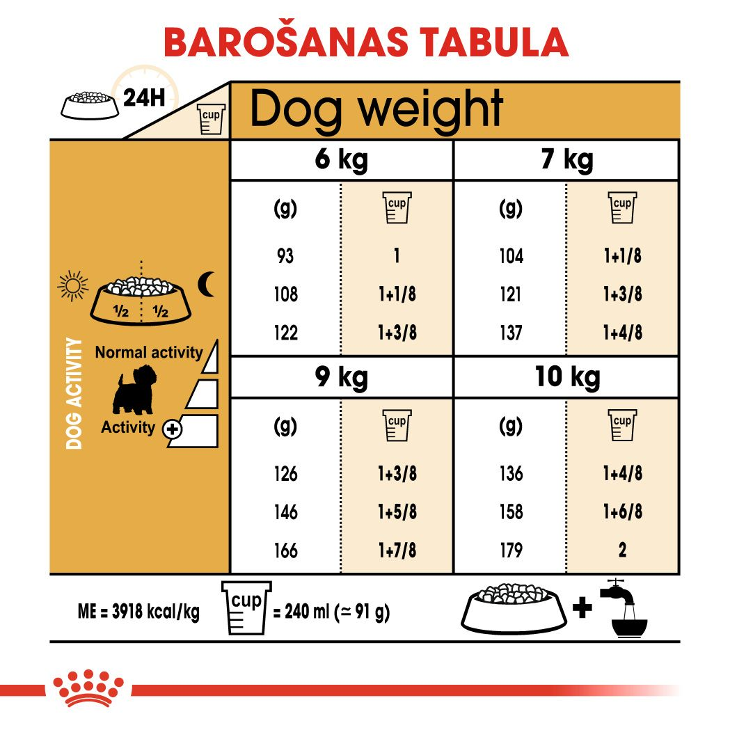 West Highland White Terrier Adult