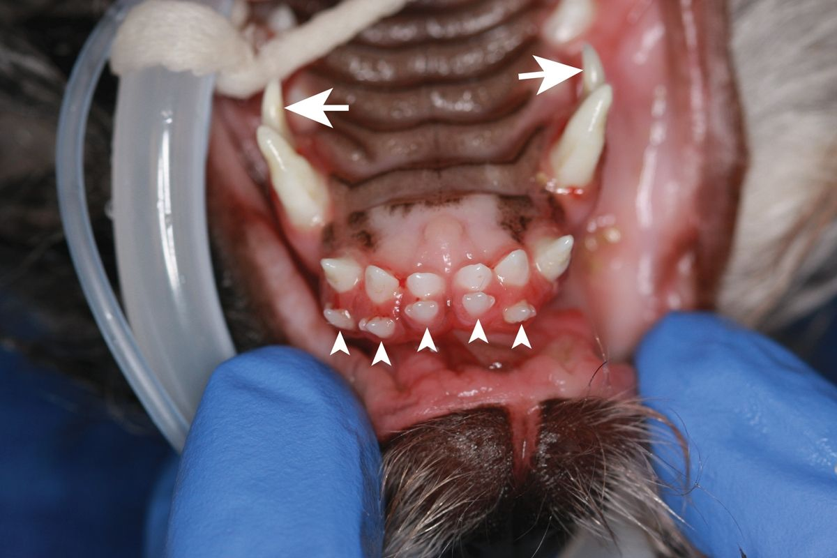 A 1-year-old Shih Tzu, anesthetized and in dorsal recumbency, for examination and treatment. The photograph shows the rostral maxilla with persistent deciduous incisor teeth (left first through third and right first and second [arrowheads]) and persistent deciduous right and left maxillary canine teeth (arrows). The persistent deciduous teeth were extracted.