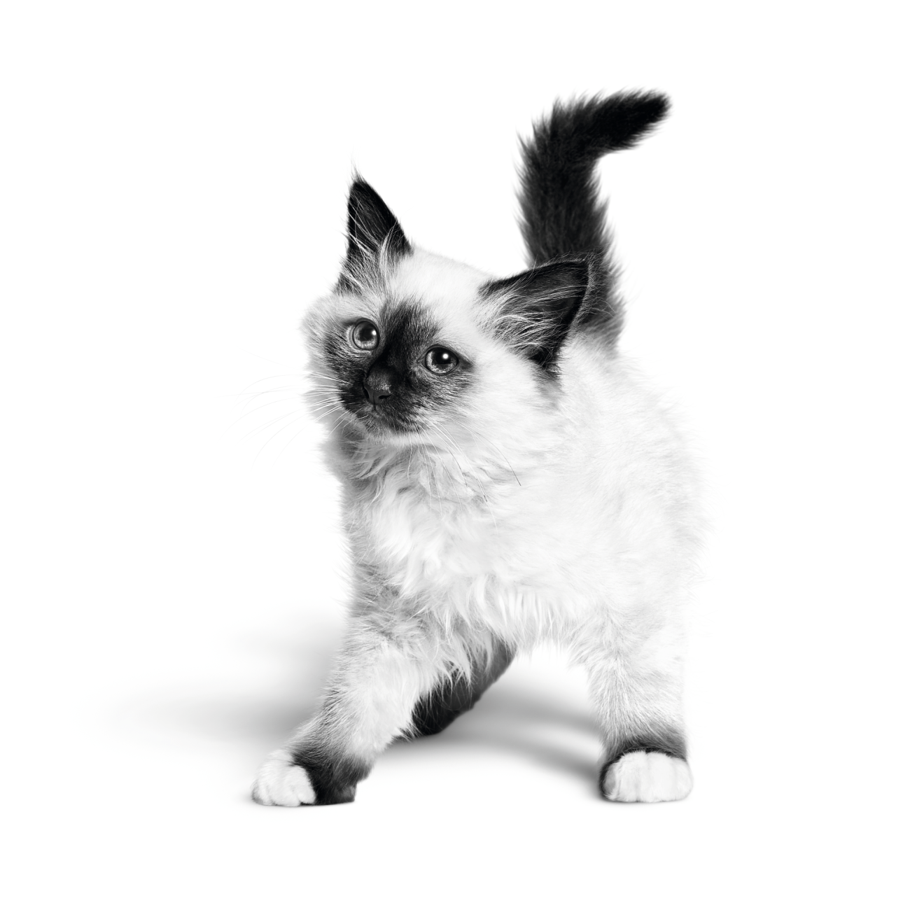 흑백사진의 버만 새끼 고양이