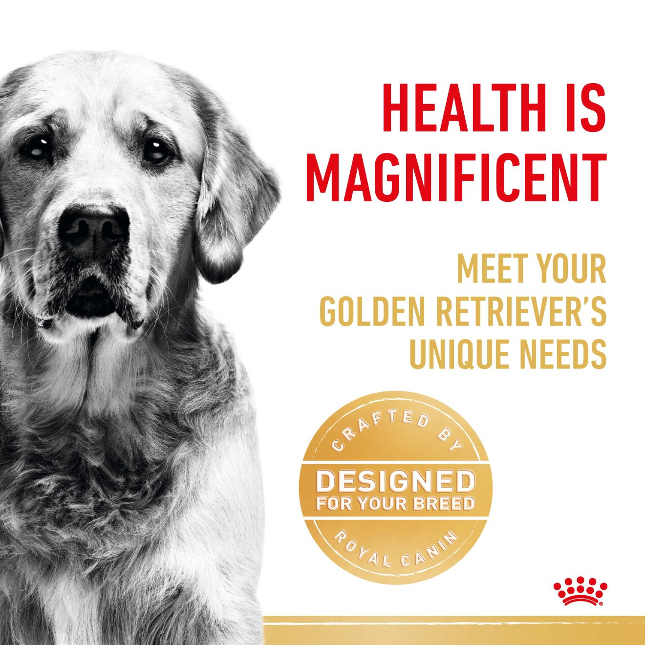 Golden Retriever Adult