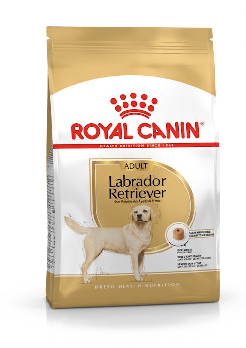 Labrador Retriever (Лабрадор ретривер эдалт)