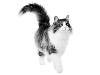 Черно-белое изображение взрослой норвежской лесной кошки