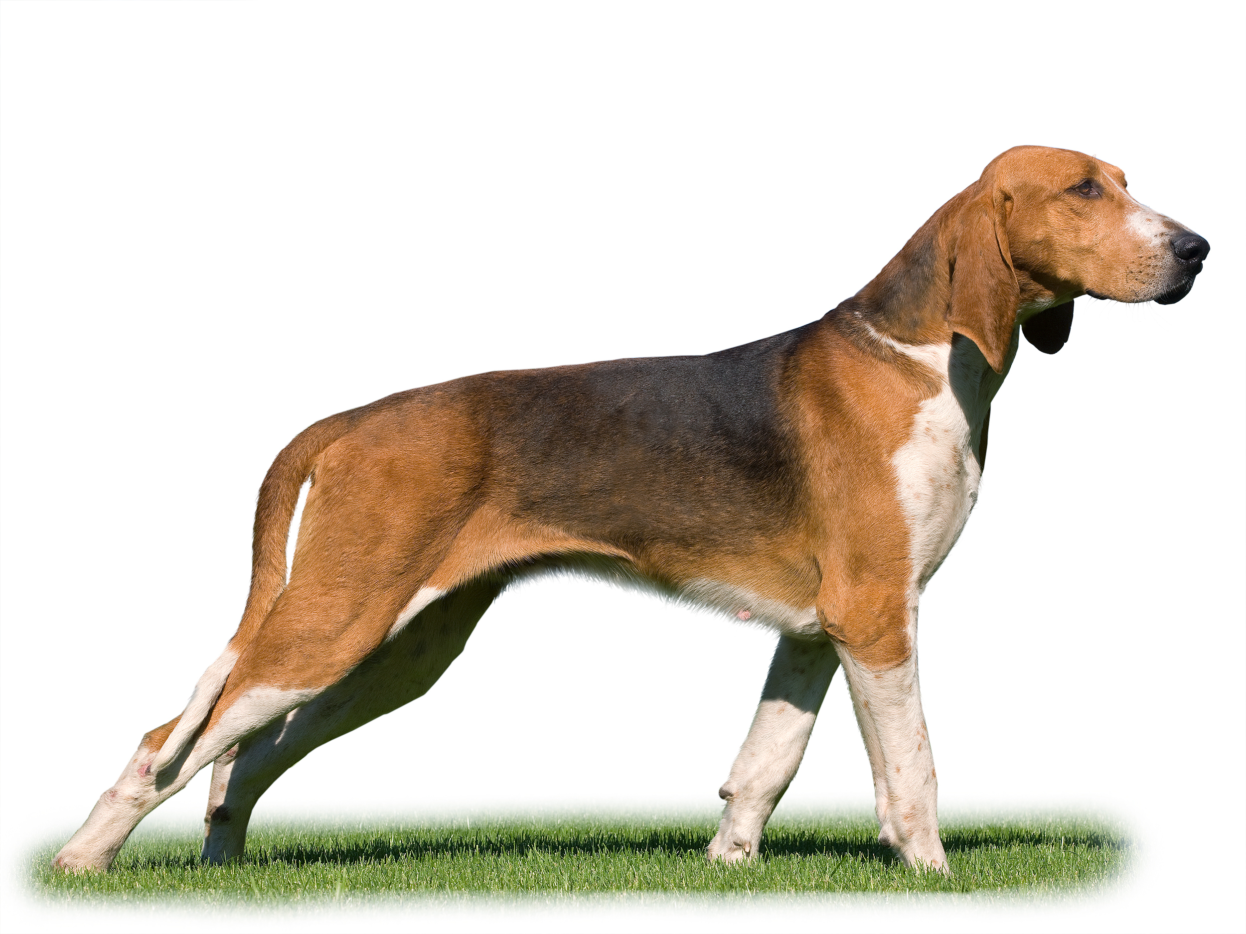 Great anglo-french tricolour hound adult black and white