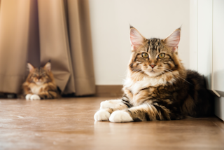 КОШАЧЬЯ ТРЕВОГА И КОШАЧИЙ СТРЕСС КАК ПОМОЧЬ
