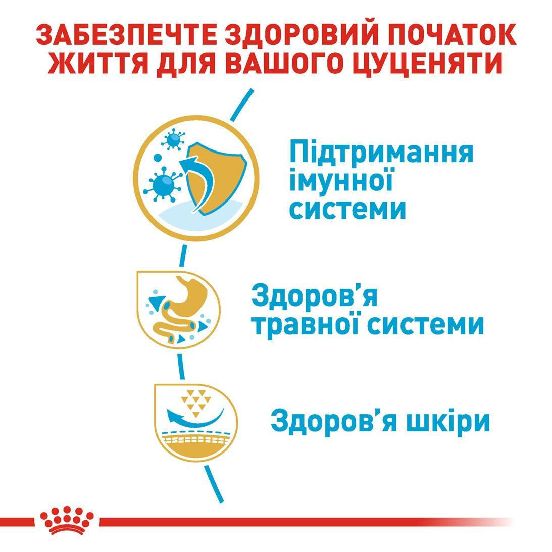 French Bulldog Puppy