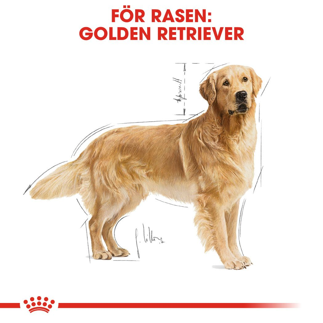 Golden Retriever Adult