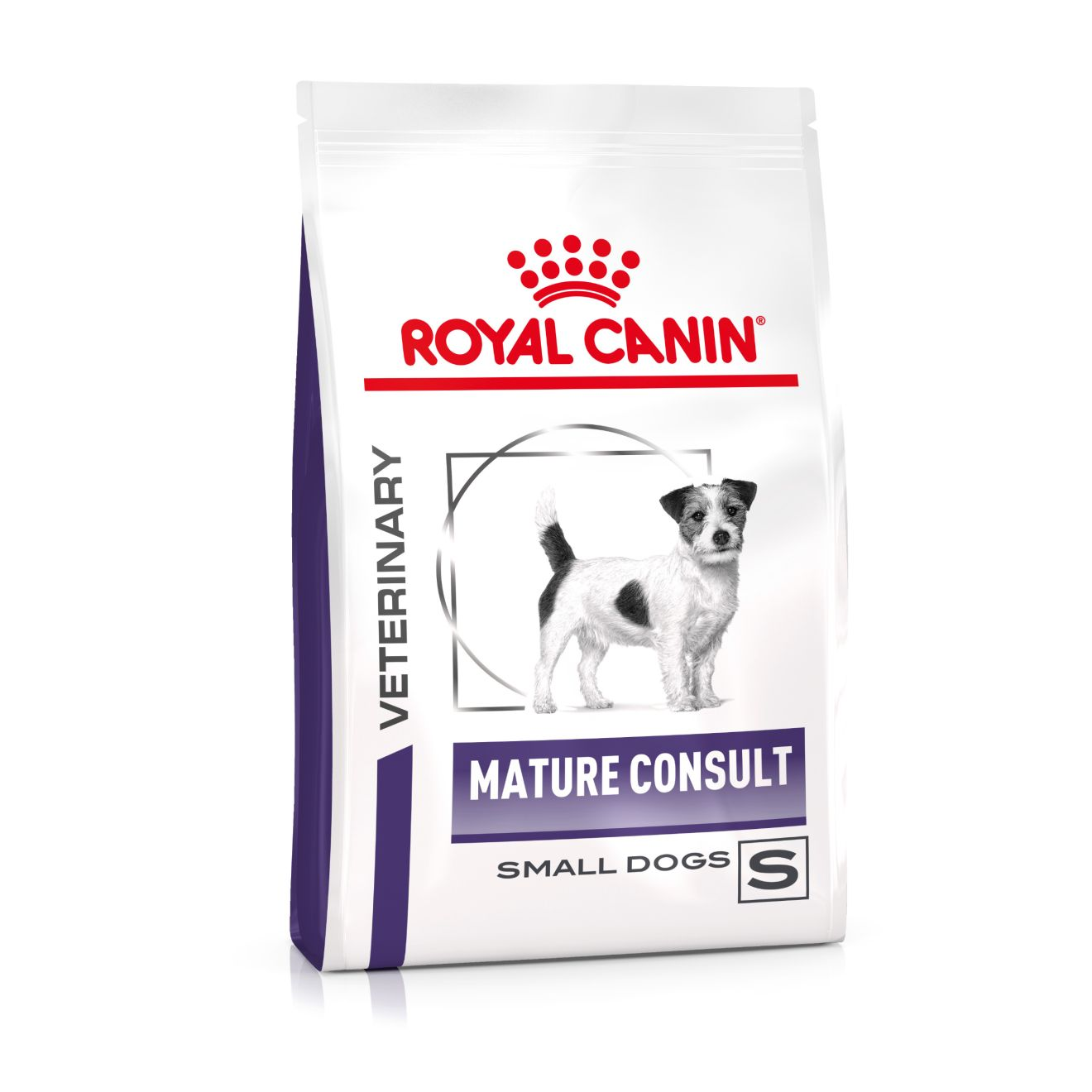 Mature Consul Small Dog