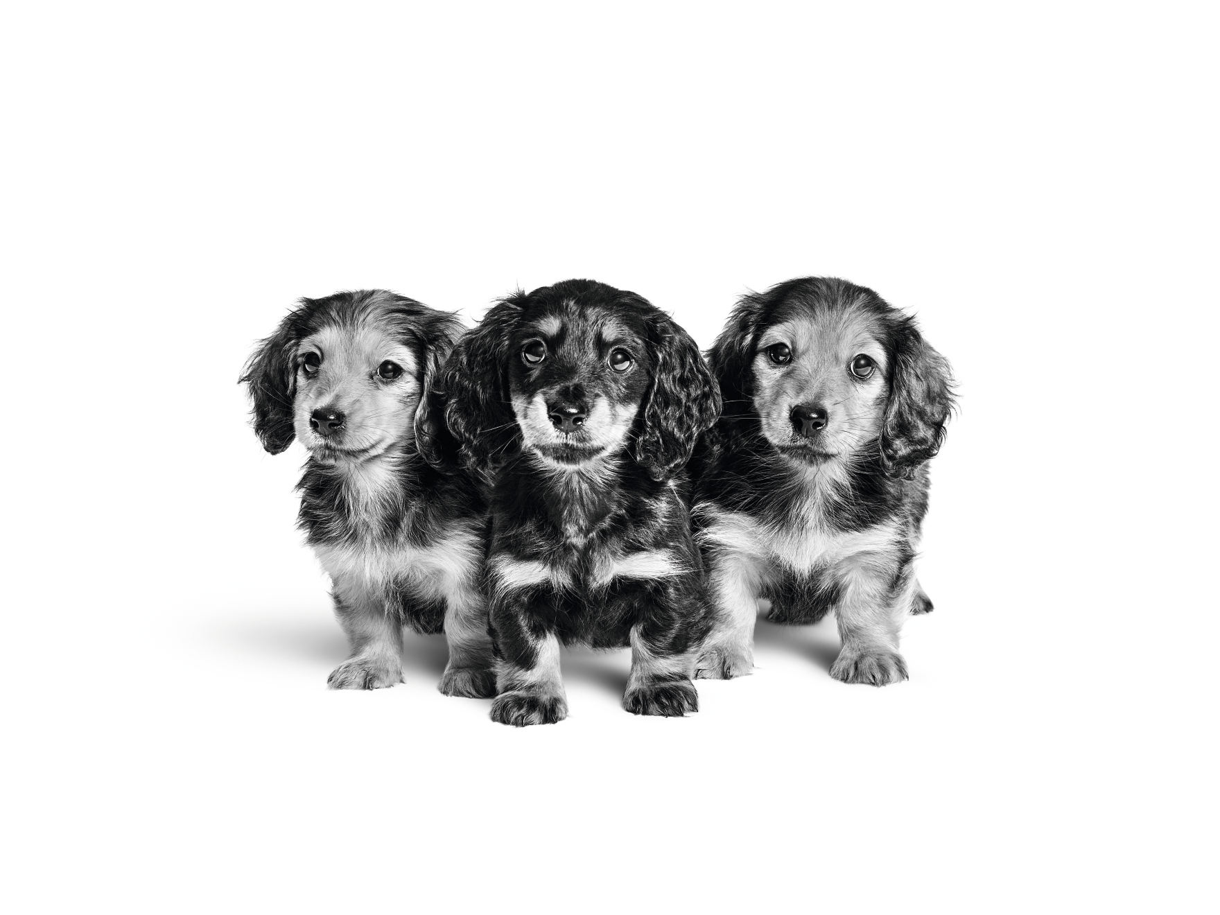 Three Dachshund puppies in black and white