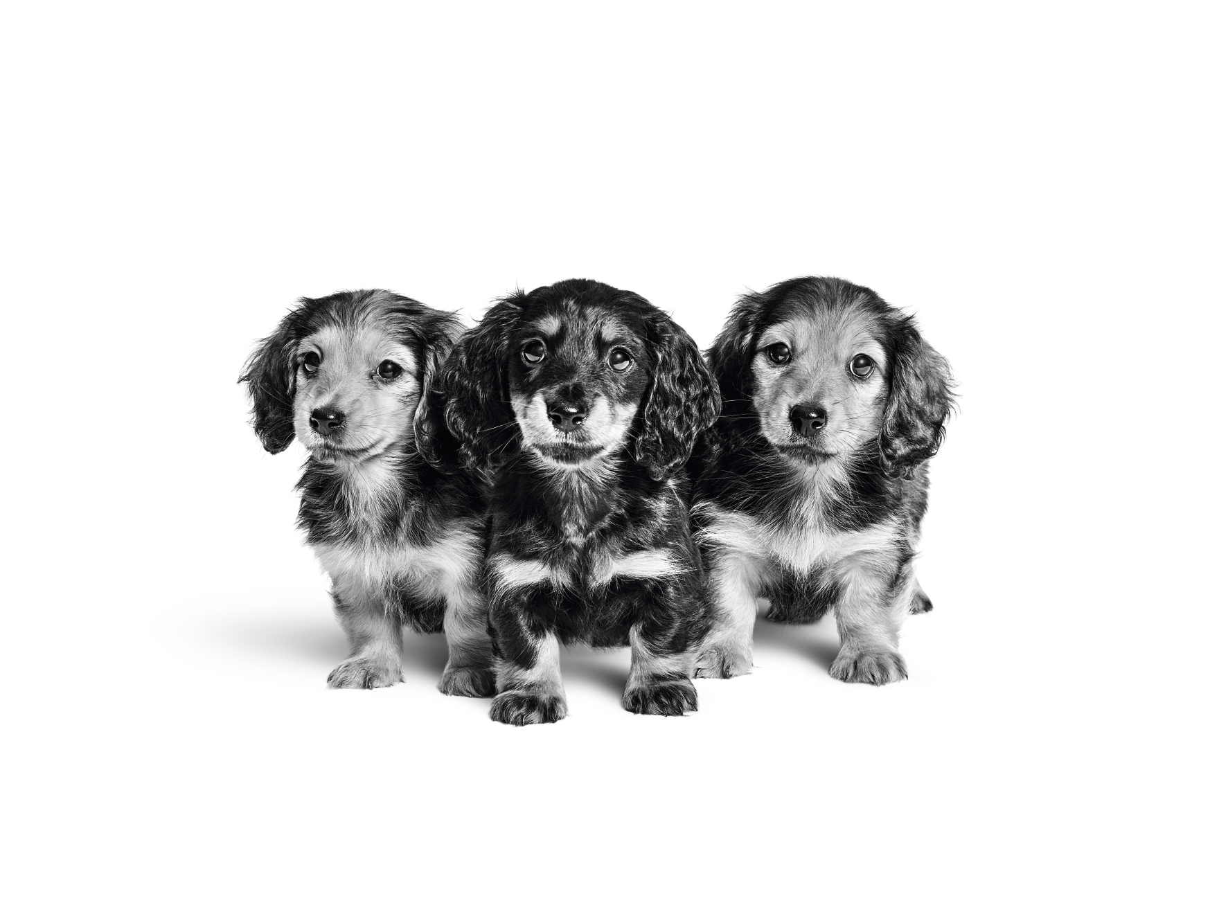 Tres cachorros de Teckel en blanco y negro