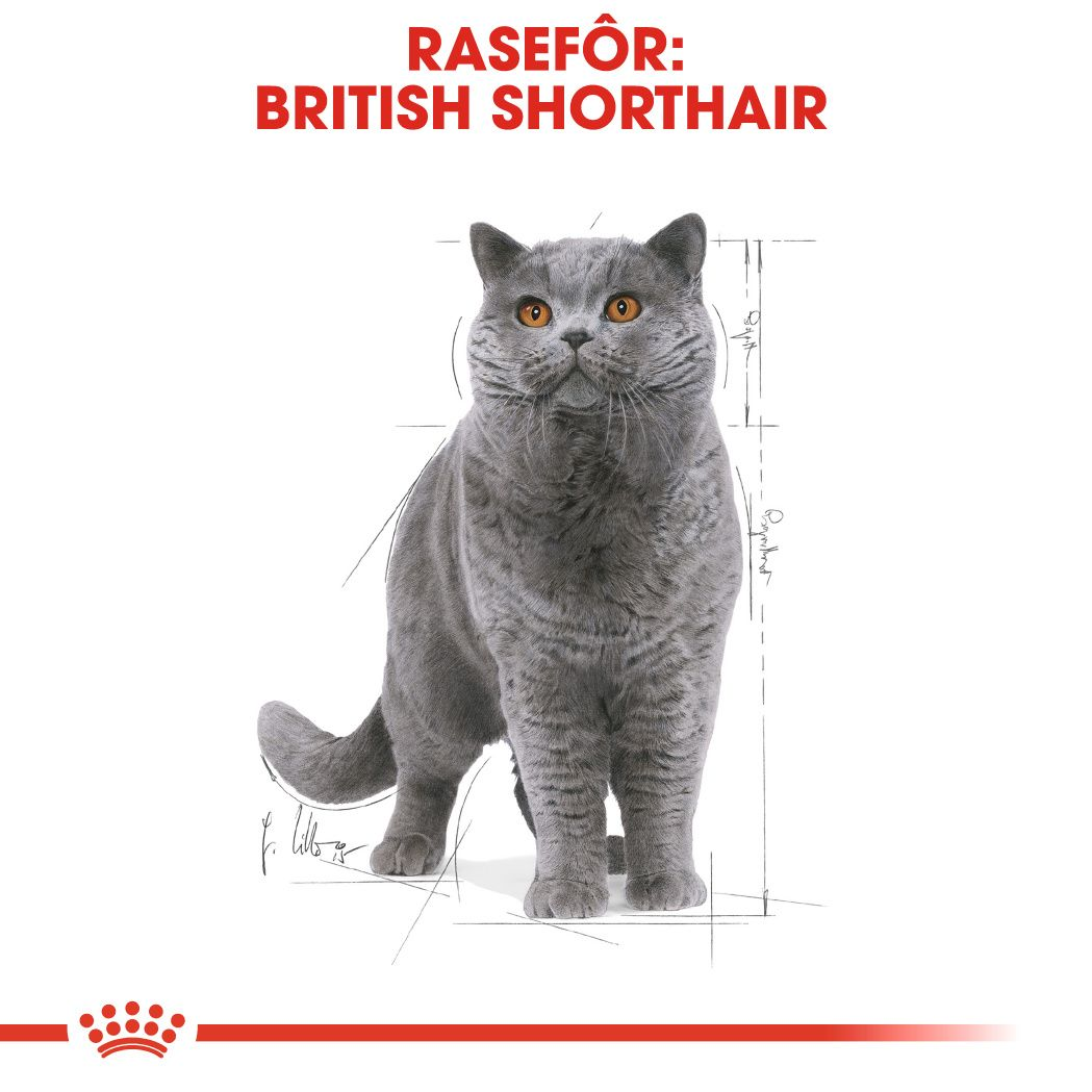 British Shorthair Adult
