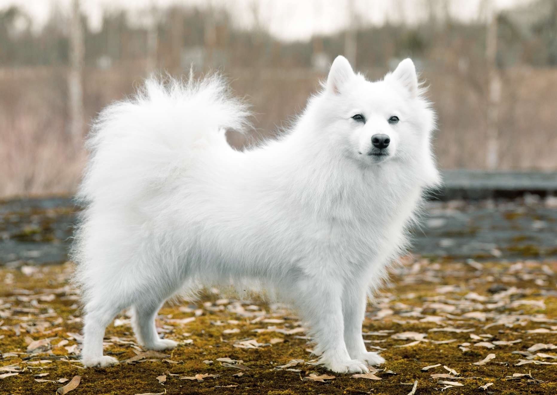 Japanese Spitz stood alert on grass