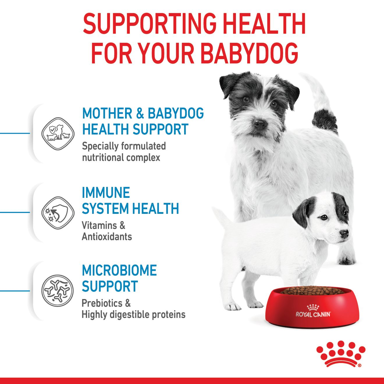 Royal canin mini hot sale starter feeding guide